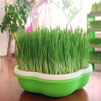 household four seasons hydroponic seedling wheat sprouts peanut bud sprouts planting flower shaped seedling sprouts tray