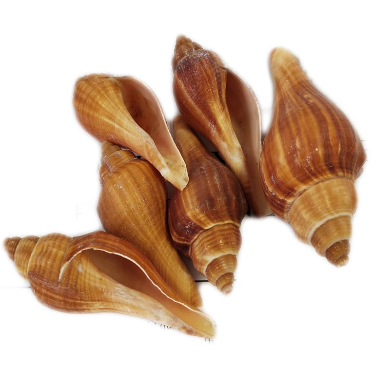 10 шт. натуральные морские раковины из ракушек свадебные украшения для дома