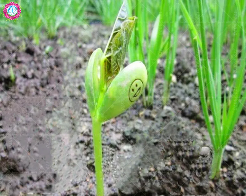 5 шт./пакет артефакт волшебные бобы зеленые горшечные| |