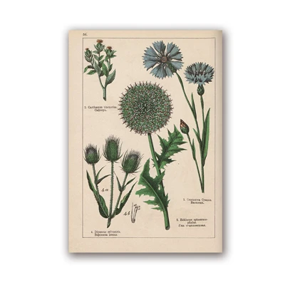 PH5982 Botanical коллекция винтажные плакаты и принты травы 1898s русский язык стены искусства картины холст живопись Домашний Декор стены - Цвет: PH5982