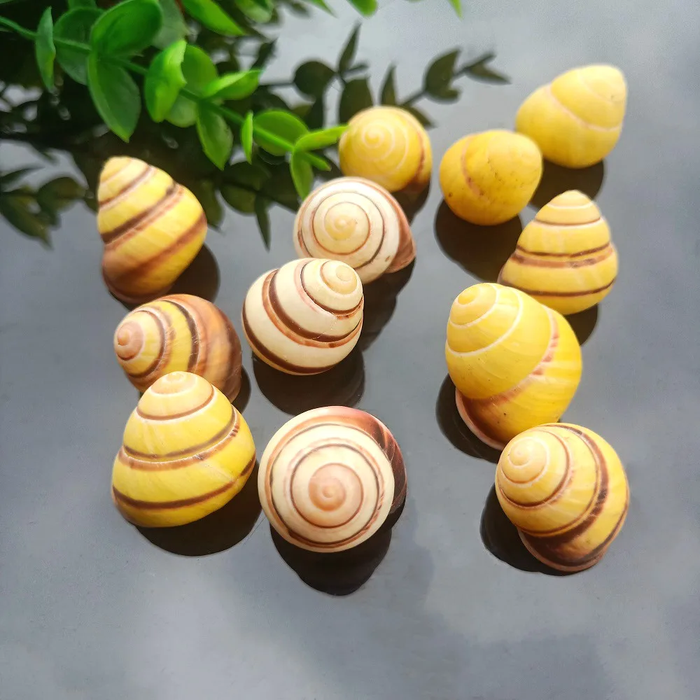 5 шт. золотые раковины счастливые ракушки натуральная улитка морская раковина