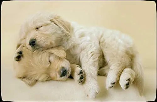 

Golden Retriever Puppies Dogs Sign Tin Metal Sign Metal Poster Dog Wall Decor 12X16 inch