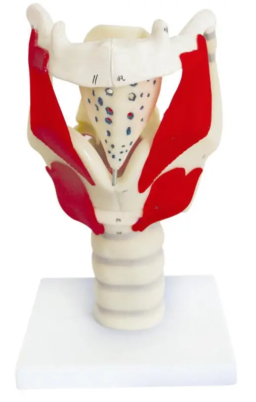 Популярная структура и функция модели ларинкса модель человеческого