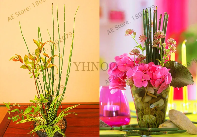 Подлинный! 20 Мини moso Bamboo flores bamboo plantas бонсай сад бонсай горшки для балкона Начинающий уровень 90% DIY для домашнего сада pl