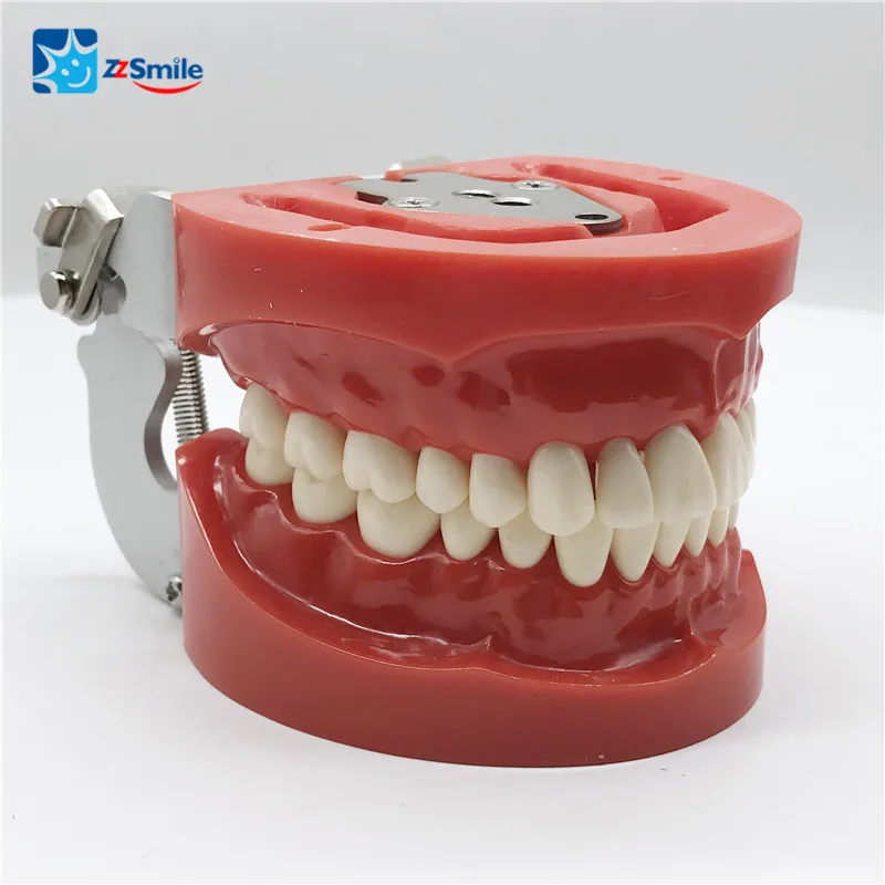 

Dental Teeth Training Model M8010 Standard Model with 32 Screw-in Teeth