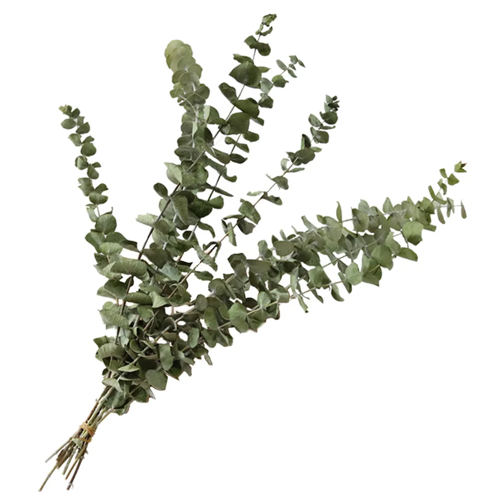 

Natural Eucalyptus Leaves Centerpiece Home Decor Eucalyptus Branches Stems