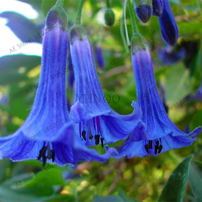1 Свежий 100 шт редкий Datura бонсай бругмансия Suaveolens фламенко Красивая Мандала Цветок садовый многолетник Горшечное растение - Цвет: 1