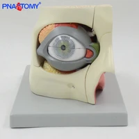 pnatomy 2 5 times enlarged human eye model orbit anatomical model medical teaching tool lens muscles anatomy