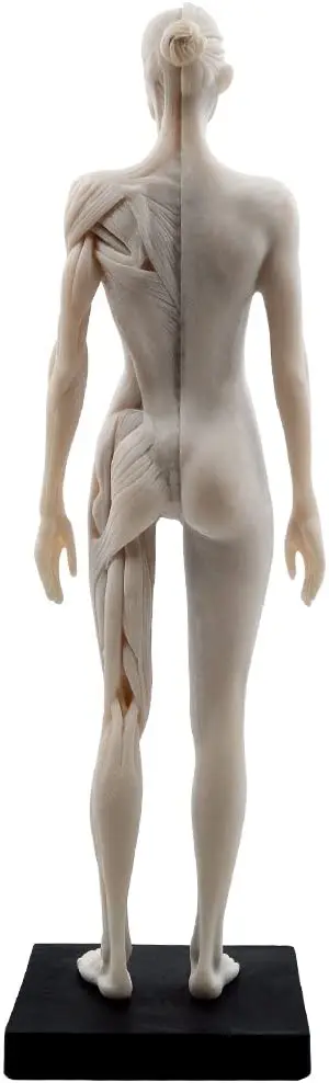 Женская статуя из смолы для мышц тела скульптура искусственная анатомия