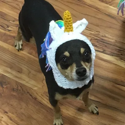 

2018 Hand-woven Viking Pirate Ox Horn Cat Cap Pet Knitted Hat New Style Cool Cute Cap