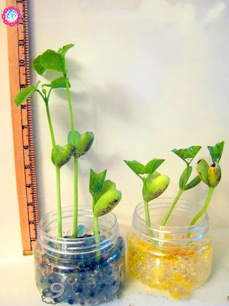 5 шт./пакет артефакт волшебные бобы зеленые горшечные| |