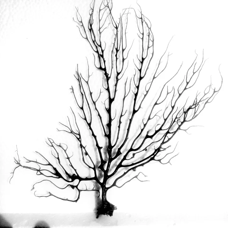 Веер для аквариума Черного моря украшение Коралловое натуральное дерево | Дом и