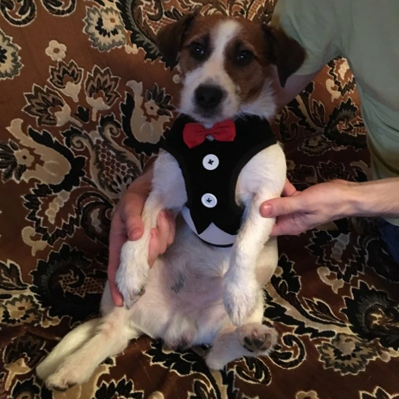 Жилетка для собак питомец поводок набор маленьких средних галстук бабочка