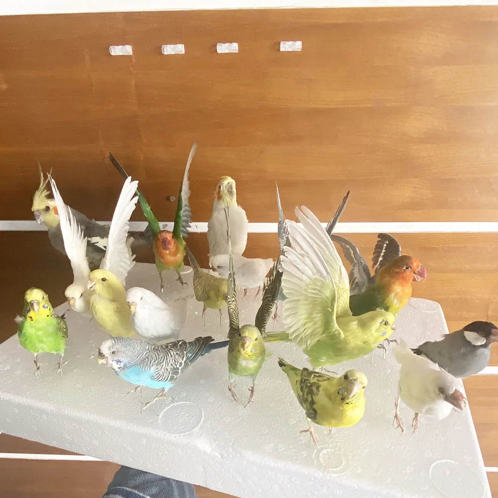 2 шт. таксидермия начинкой Евразийский Melopsittacus напалеон/волнистый Попугайчик