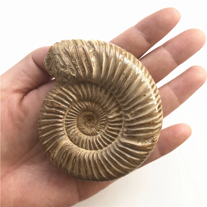 1 шт. натуральный Палеонтологический Fossil Ammonoid минеральный геологический учебный образец Коллекция украшения