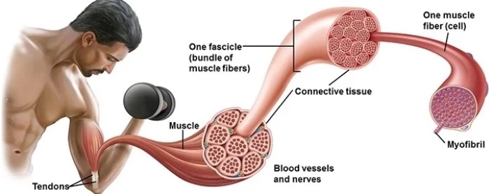 

Wireless EMS Fitness Training Suit XEMS App Pad or Phone Control Android System for Muscle Stimulator Equipment Xbody Machine