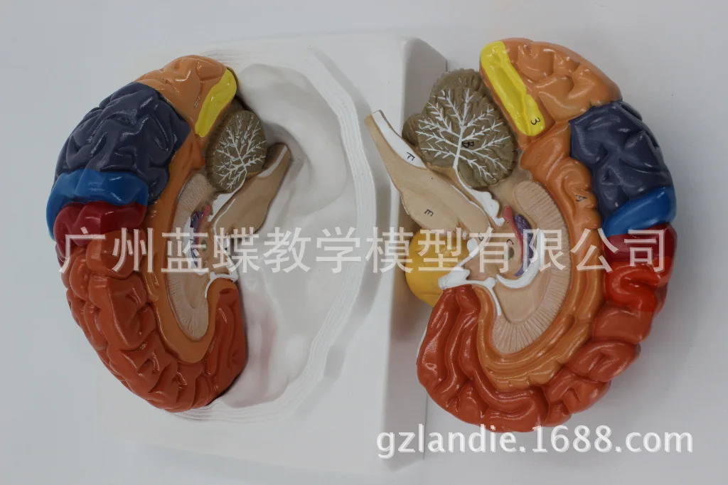 Модель человеческая в натуральную величину цветная 1:1 анатомическая модель