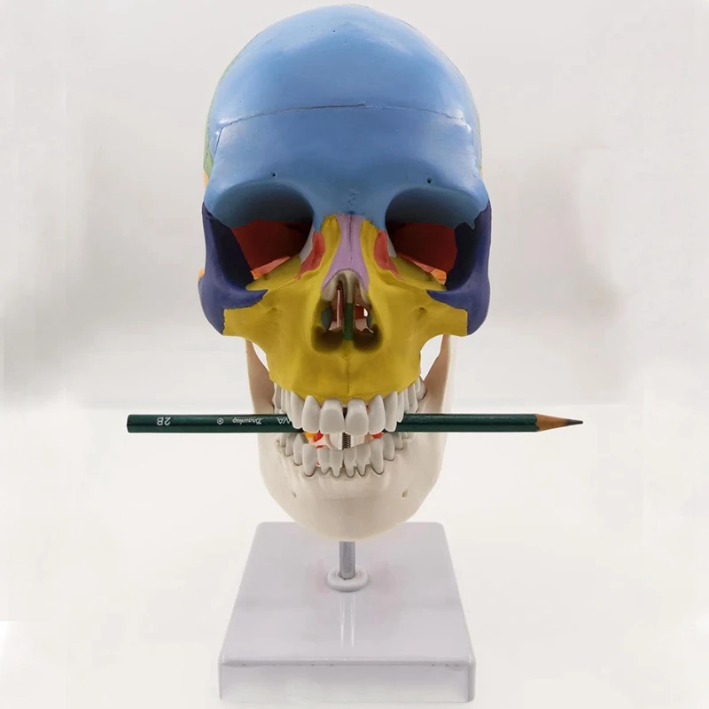 Анатомия человека анатомическая модель скелета для продажи Череп с цветными