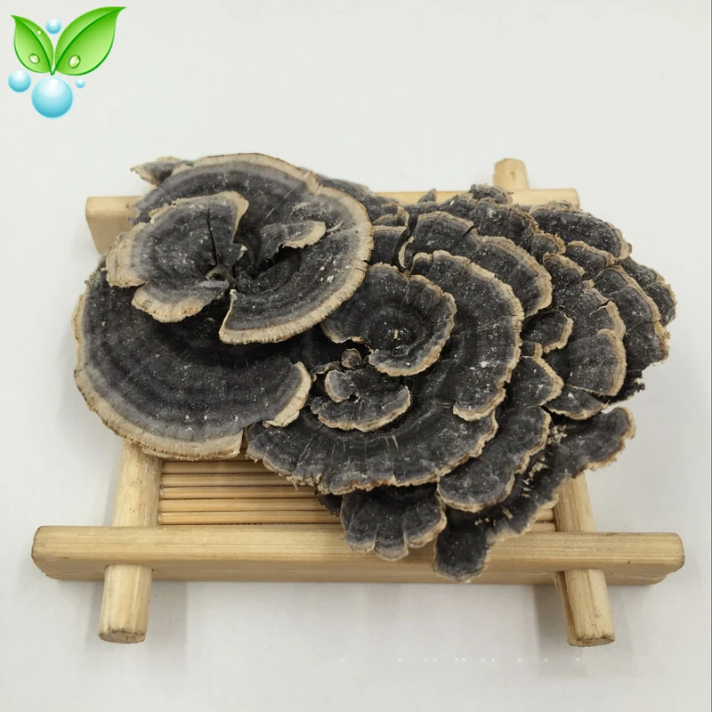 

Yunzhi,Rainbow Conk,Yunzhi Mushroom,Pure Coriolus Versicolor,Coriolus Versicolor Mushroom Wild Dried Rainbow Conk Powder