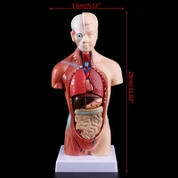 human torso body model anatomy anatomical medical internal organs for teaching
