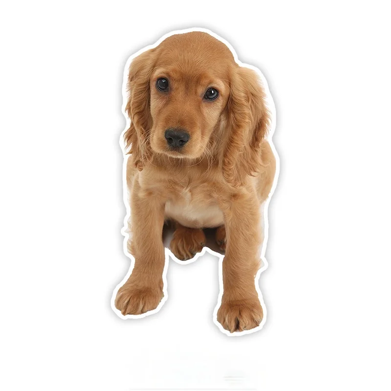 

Cute Cocker Spaniel Colorful Car Sticker Funny Stickers Styling Deca KK17*11cm