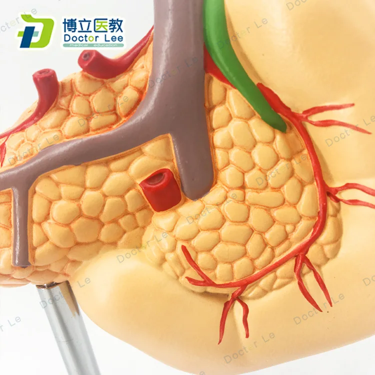Анатомическая модель человека селезенки поджелудочной железы | Канцтовары для