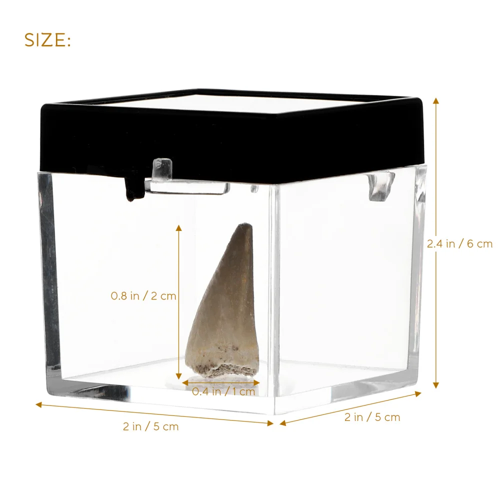 

Fossilized Mosasaur Tooth Desktop Ornament Classroom Teaching Material with Box