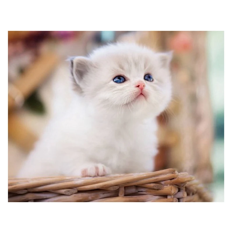 

HOT SALE DIY Diamond Painting Ragdoll Rhinestone Full Circle Diamond Wall Painting Bedroom Decoration