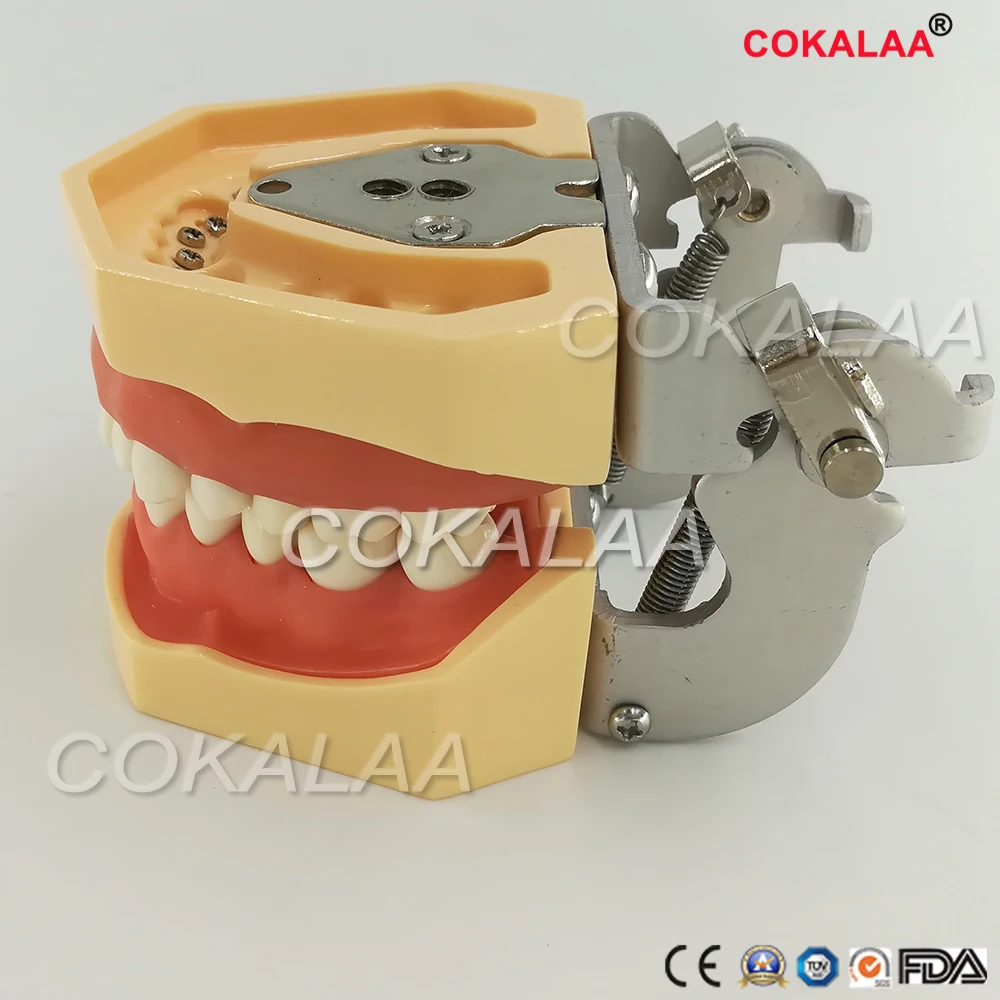 Обучение студентов обучающая модель стоматологического фантомная головка