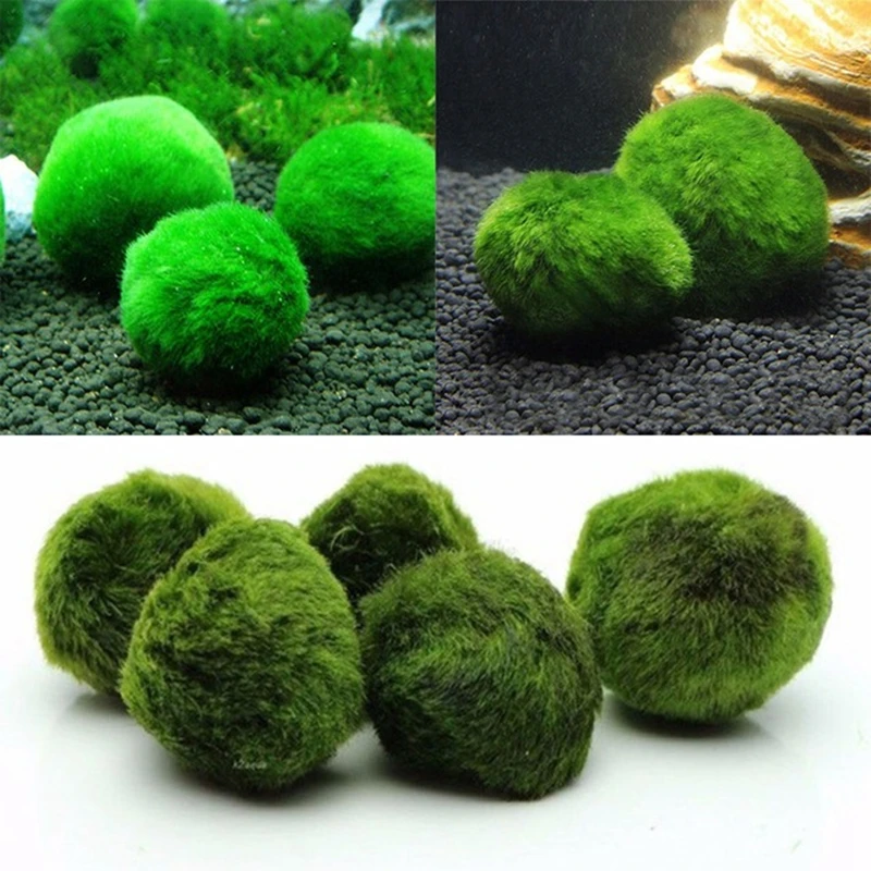 

New 3-4cm Marimo Moss Balls Live Aquarium Plant Algae Fish Shrimp Tank Ornament Marimo Environmental Green Seaweed Ball