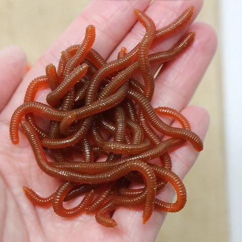 Фото червей для рыбалки - полезная информация о видовом разнообразии