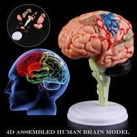 4d disassembled anatomical human brain model anatomy medical teaching tool statues sculptures for medical use can csv