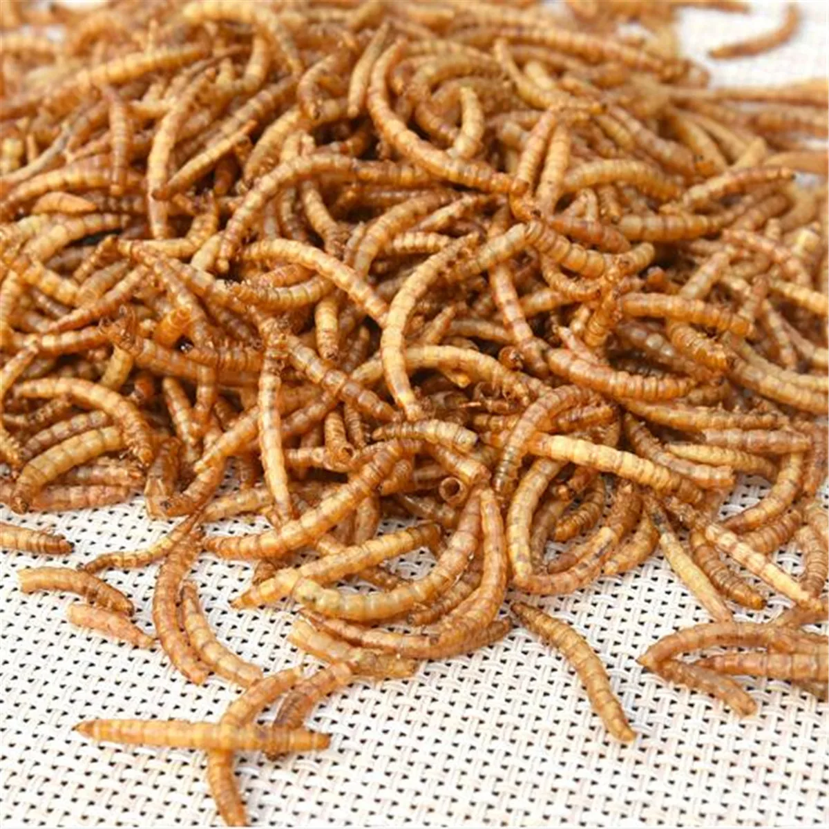 Dried Mealworms Wild Garden Bird Feed Food Meal Worm Chicken Reptile Fish