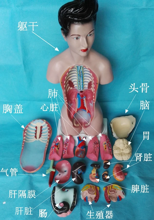 

45cm Human Torso Model 19pcs Assembled Medical Model Human Anatomy Body Anatomical Model Kids Assembly Science Educational Toys