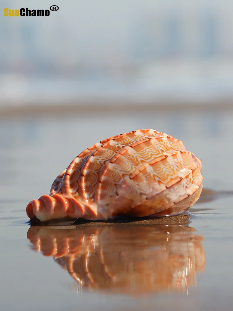 Пианино с улиткой натуральная раковина спиральная морская рыба краба мясистый