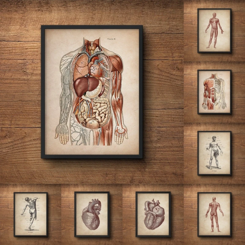 

Vintage Human Muscular Anatomy Medical Clinic Wall Picture Skeleton Organ System Canvas Print Body Education Poster