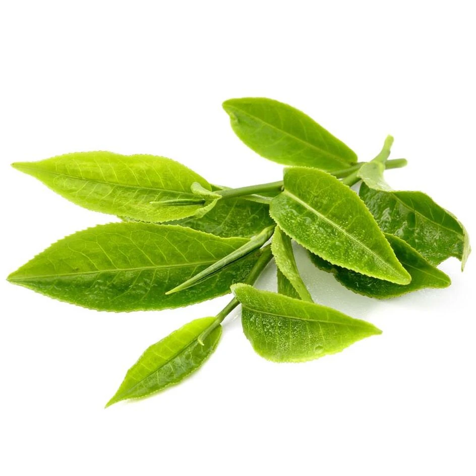 Известный бренд oroaroma натуральное эфирное масло зеленого чая для похудения