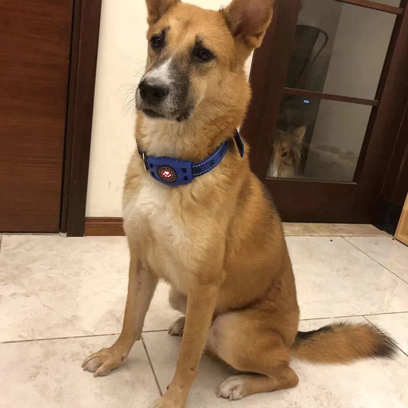 Умный GPS практичный ошейник для собак водонепроницаемый трекер домашних