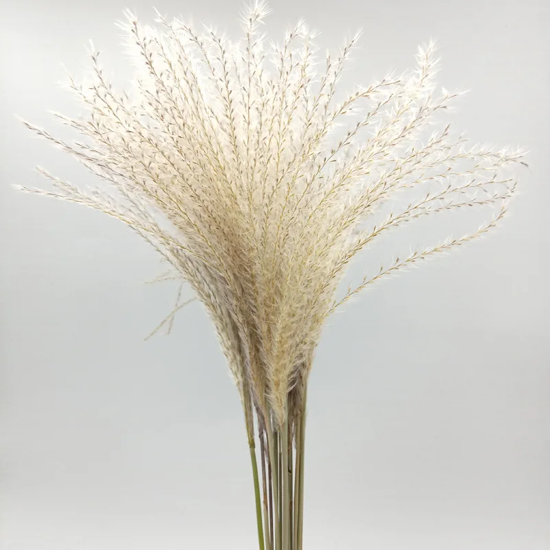 Small reed50cm50pcs 30 шт. пампасы трава тростник сухой цветок свадебное оформление букета настоящий высушенный цветок гостиная пол предметы интерьера стрельба реквизит - Цвет: Small reed50cm50pcs