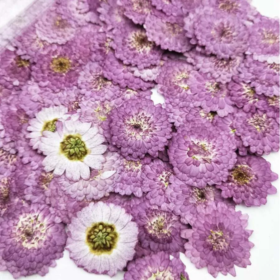 

100pcs Pressed Dried Purple Daisy Flower Plant Herbarium For Jewelry Bookmark Postcard Phone Case DIY Making Accessories