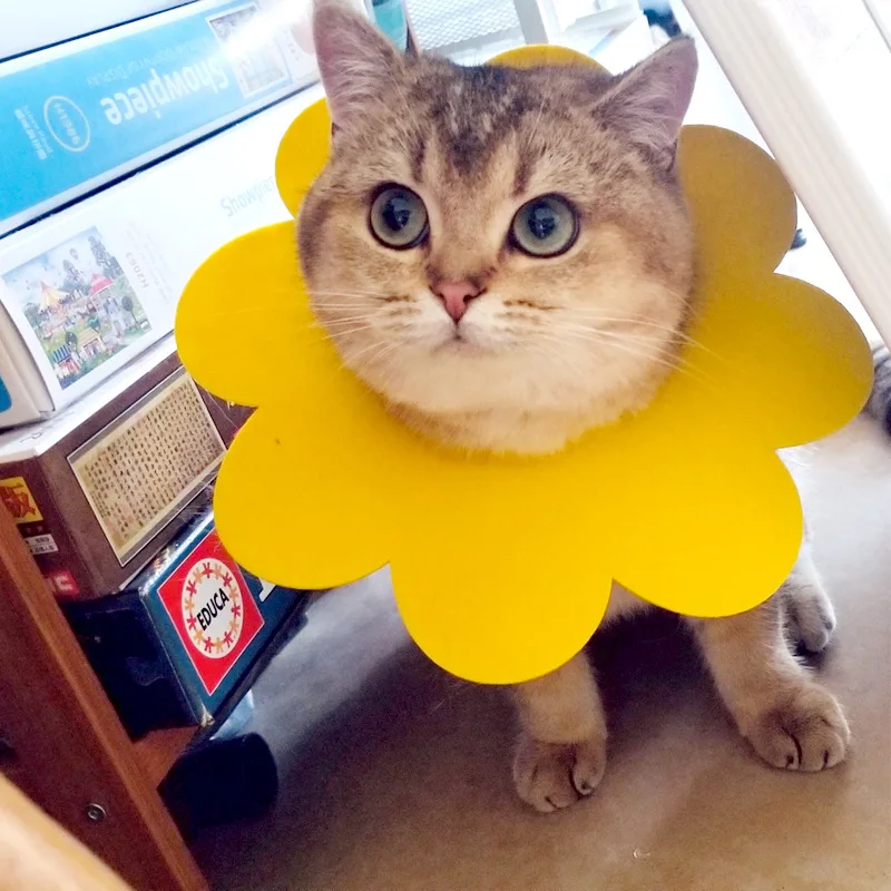

5 /Pet Elizabeth Circle Collar Anti Bite Cat Wound Healing Sunflower Shape Pet Protective Recovery Collar Puppy Collar Felt