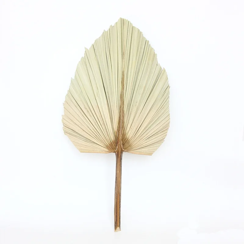 Натуральный сушеный цветок кошачий хвост веер растения в скандинавском стиле
