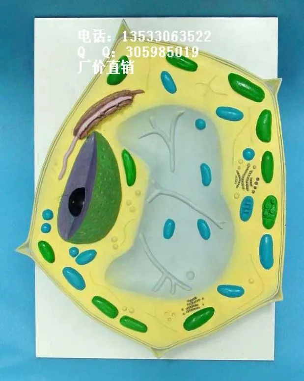 

plant cell Molecular Structure model Plant anatomy teaching model free shipping