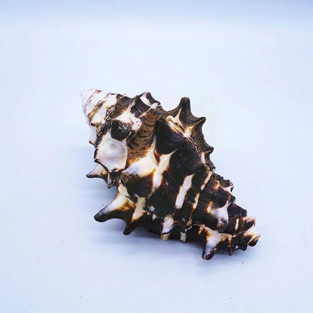 

Conch Fist Snail Gear Snail Home Aquarium Decoration Hermit Crab F1w4