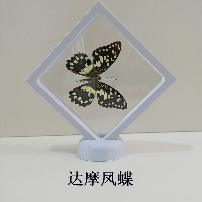 

Real butterfly insect specimen box real butterfly specimen ornament birthday gift DIY teaching transparent display photo frame