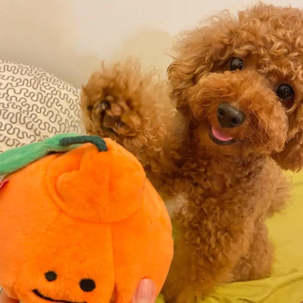 Ins/Лидер продаж платье в Корейском стиле игрушка апельсин плюшевые собаки фрукты