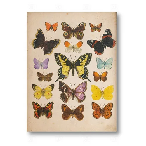 

Butterflies Vintage Poster And Print Insect Antique Illustration Wall Art Canvas Painting Picture For Living Room Home Decor