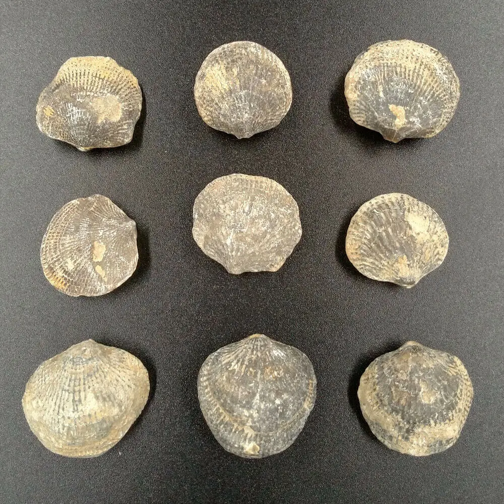 100% натуральные ископаемые морские окаменелости атрипа ретикуларис демонский