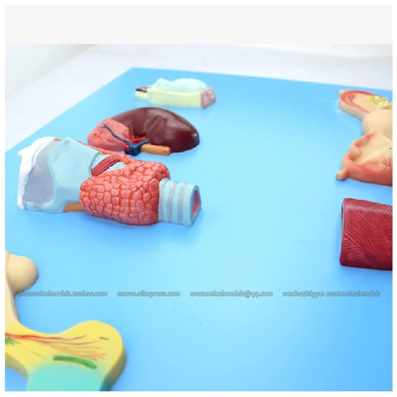 

CMAM/12551 VISCERA- Endocrine Organ Model, Human Digestive System Medical Teaching Anatomical Model