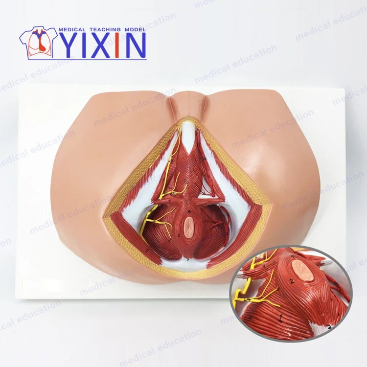 Модель перинеума YiXin/для мужчин модель анатомии репродуктивной системы